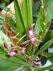 oncidium