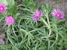 Delosperma cooperi