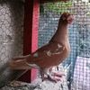 Porumbeiscurti