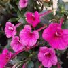 florisor