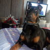 canisagabrieldobermanpresacanario