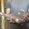 PorumbeiDB