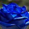 bluerose