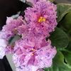 iolanda