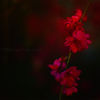 Heartstring