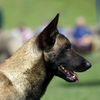 malinois