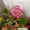 NeagIulia