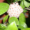 cimba