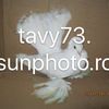 tavy73