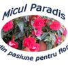MiculParadis