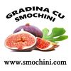 smochini