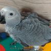 papagaliJakoAfricanGrey