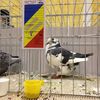 adygiurca