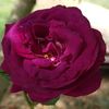 TrandafirulRegeleFlorilor