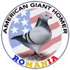 PorumbeiAmericanGiantHomer