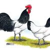 DragosPasculescu