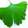 ginkgo