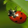 coccinelle