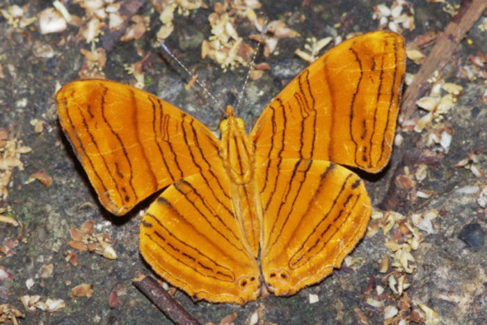 Chersonesia rahriodes - Fluturi si insecte
