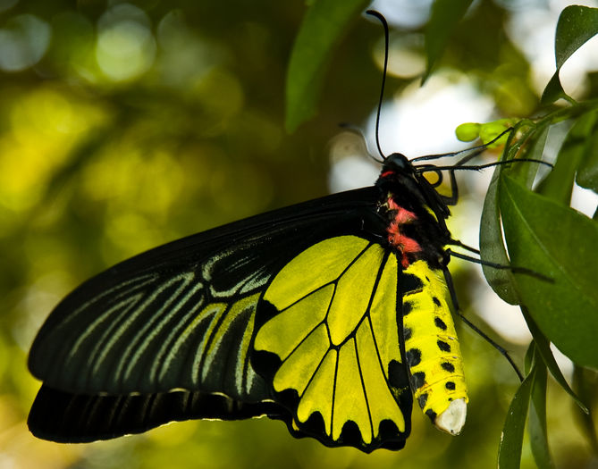 Troides aeacus - Fluturi si insecte