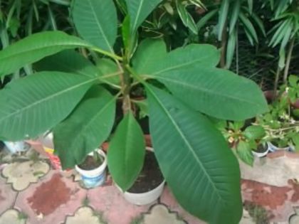 plumeria miss nonburi-frunze de 50 cm
