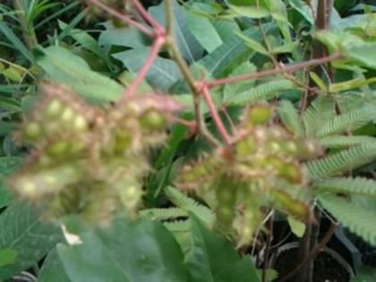 seminţe de mimosa pudica - alte flori 1