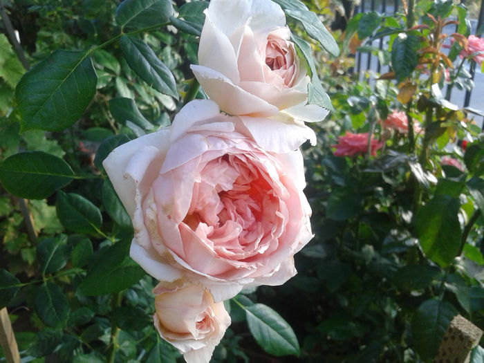 20140828_081326 - Dimov 15 catarator-English rose -Abraham Darby