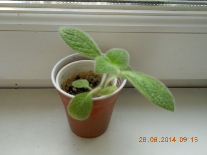Liliacinda viridis - EPISCIA 2014