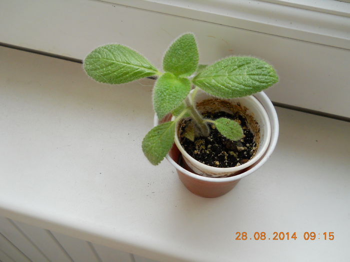 002 - EPISCIA 2014