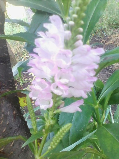 physostegia lila - a-a VARA-FLORI-2014