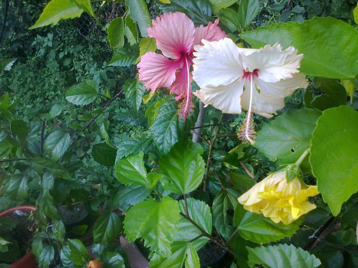  - A-Flori 2014