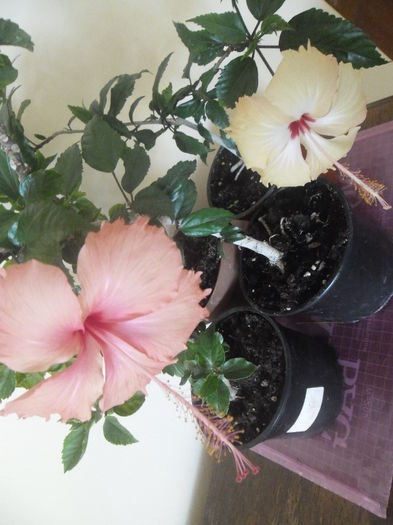 010 - Hibiscus 2014-1