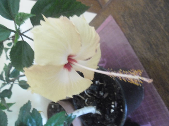 Fort de France - Hibiscus 2014-1
