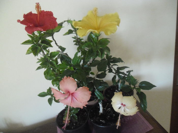 002 - Hibiscus 2014-1