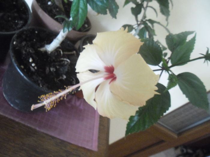 006 - Hibiscus 2014-1