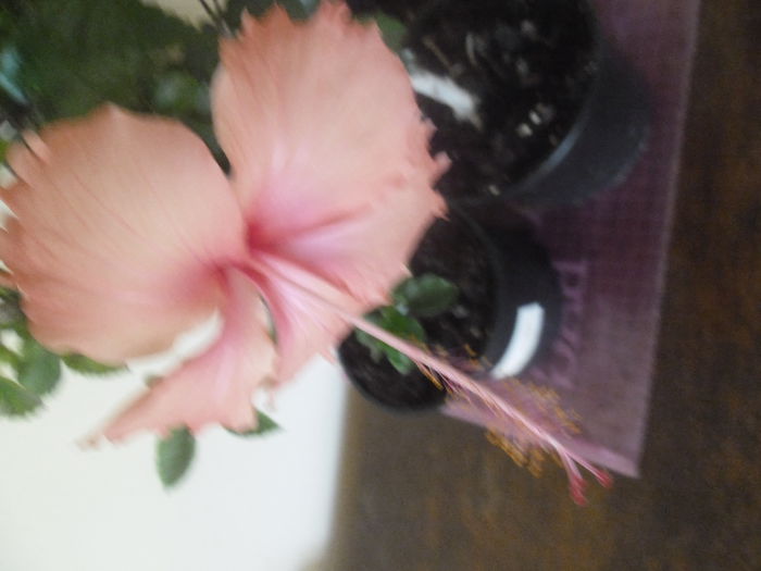 007 - Hibiscus 2014-1