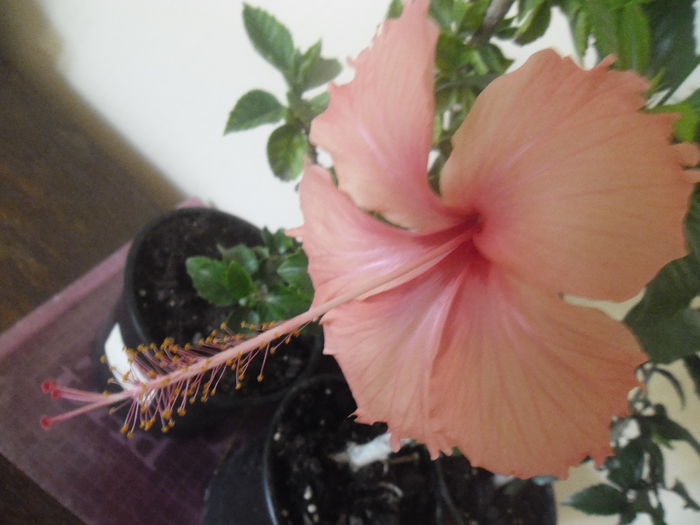 Hawaian Salmon Spor - Hibiscus 2014-1