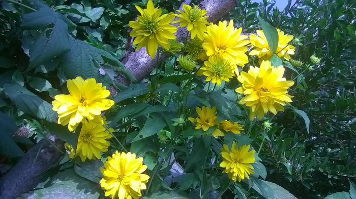 rudbeckia echinacea