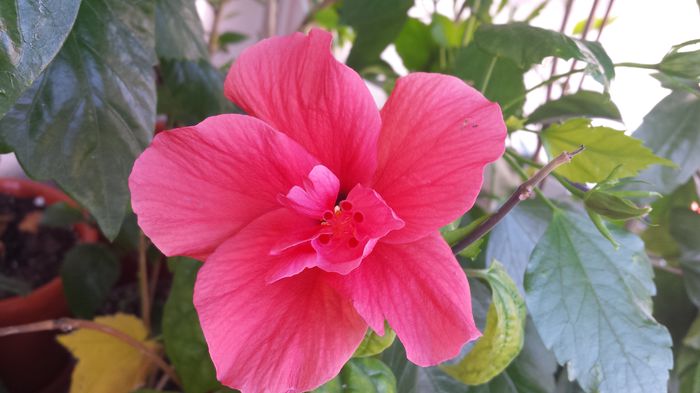 20140828_120016 - Hibiscusi
