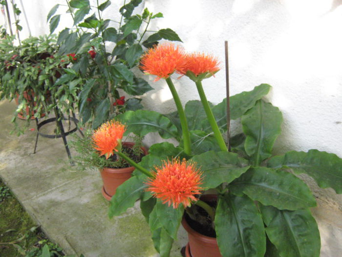 haemanthus - haemanthus si altele