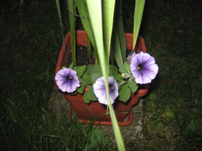 Picture 533 - haemanthus si altele