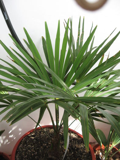Trachycarpus wagnerianus - Palmieri