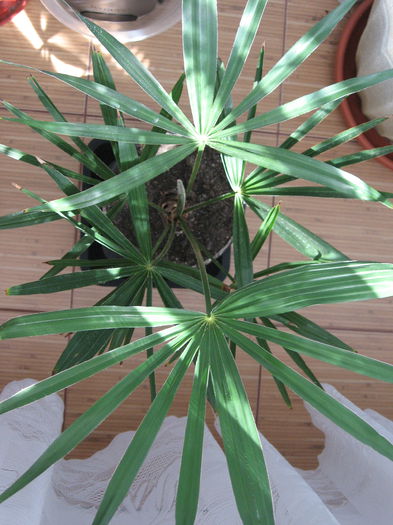 Trachycarpus fortunei - Palmieri