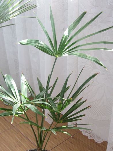 Trachycarpus fortunei - Palmieri