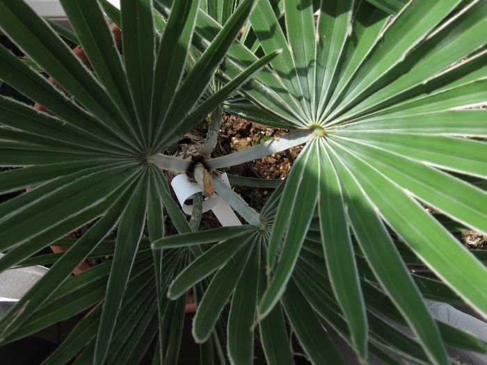 Trachycarpus princeps blue silver - Palmieri