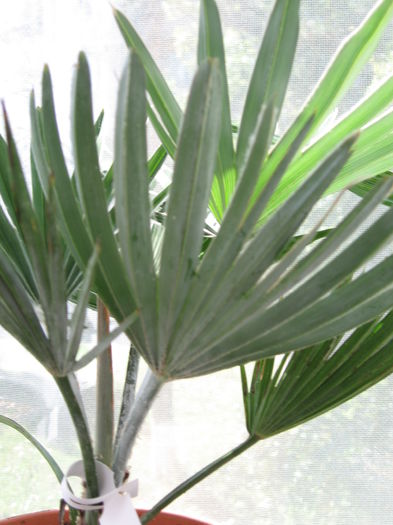 Trachycarpus princeps blue silver - Palmieri