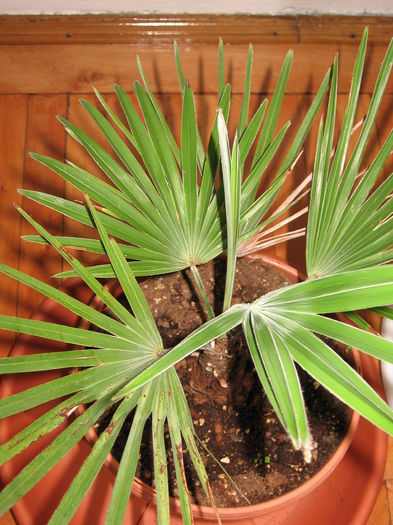 Trachycarpus princeps blue silver - Palmieri