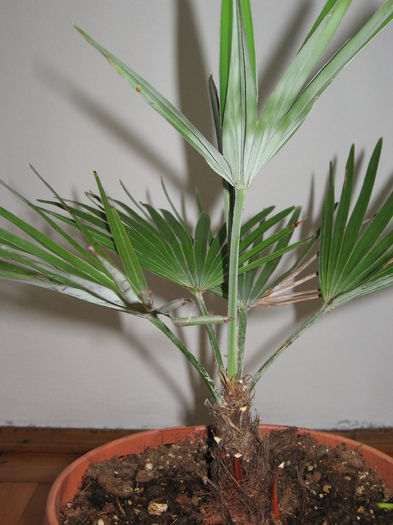 Trachycarpus princeps blue silver - Palmieri