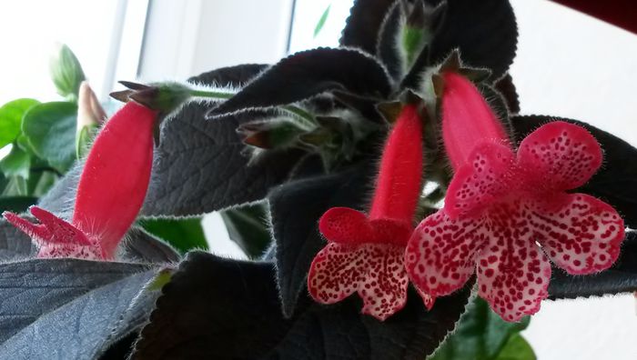 Queen Olympus - Kohleria