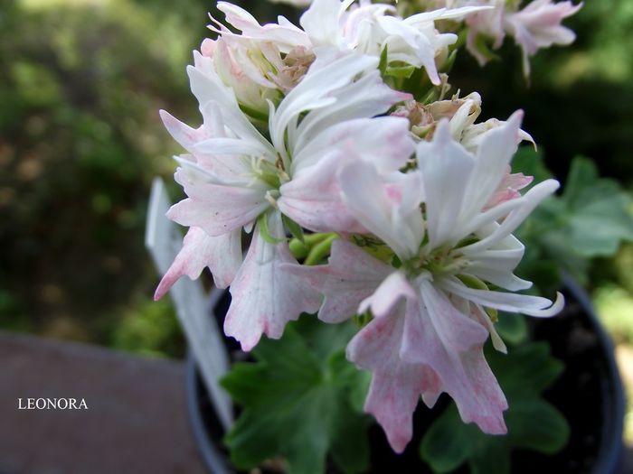 White Feather stellar